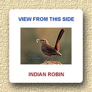 Indian Robin