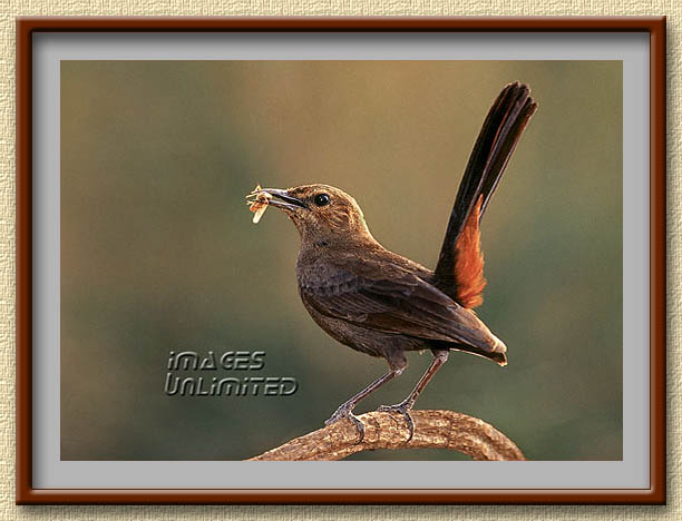 Indian Robin - Hen