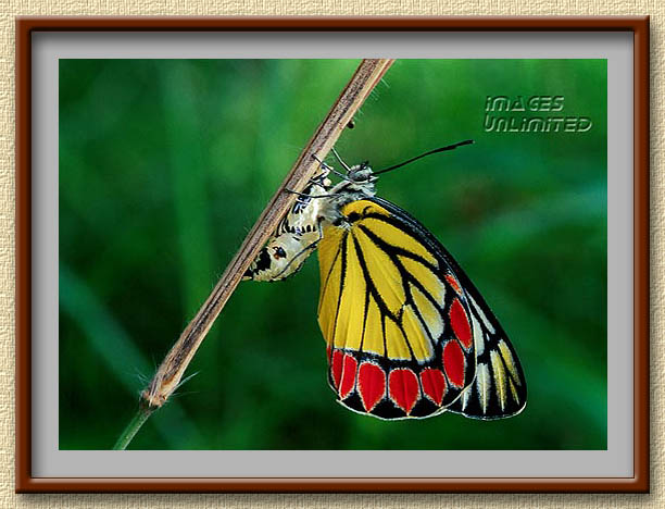 Common Jezebel basking