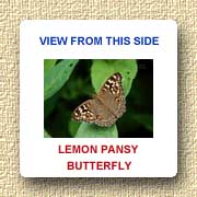 Lemon Pansy