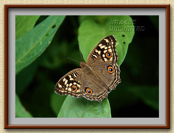 Lemon Pansy basking