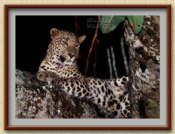 Leopard at Bandipur