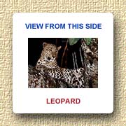 Leopard at Bandipur