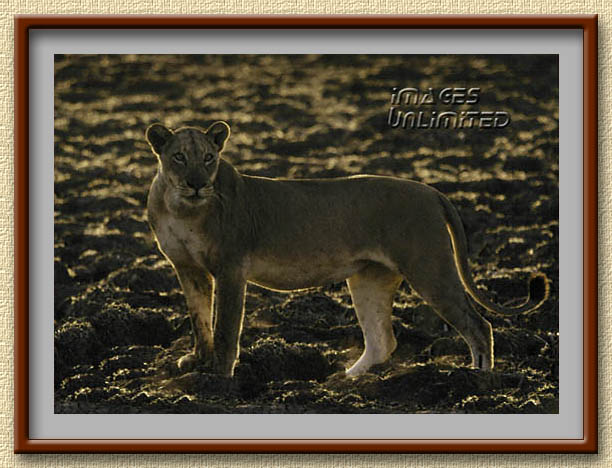 Lioness at Luangwa