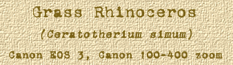 Rhinoceros