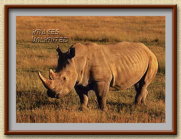 Rhino at Nakuru