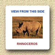 Rhinoceros at Nakuru