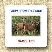 Sambhar pair at Bandipur