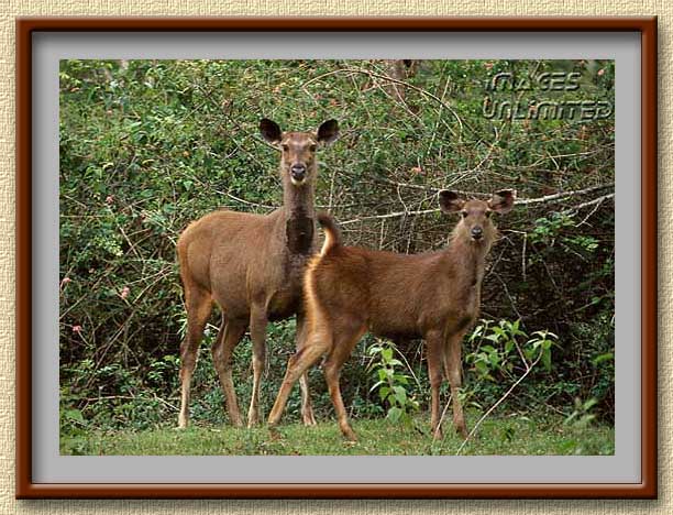 Sambhar pair in Bandipur