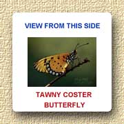 Tawny coster