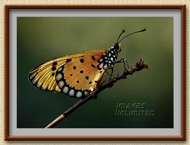 Tawny Coster basking