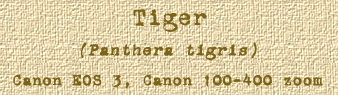 Tiger