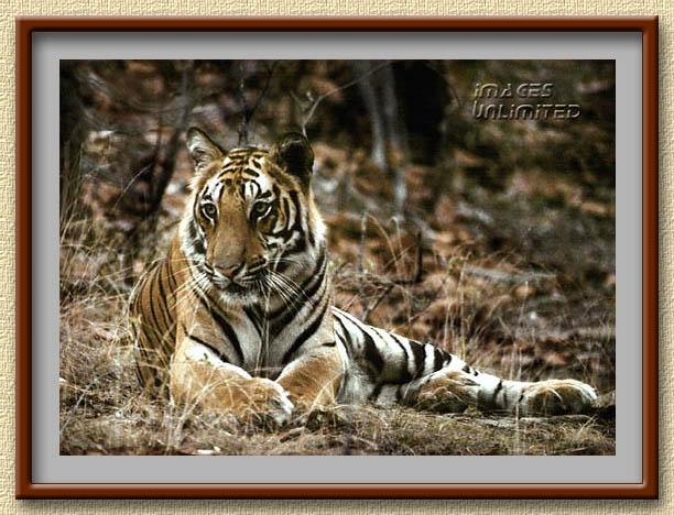 Tiger at Bandhavgarh