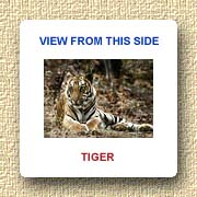 Tiger at Bandhavgarh