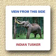 Indian Tusker