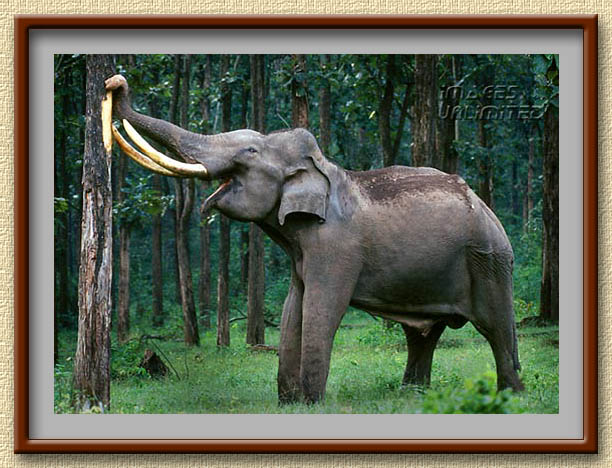 Indian Tusker at Nagarahole