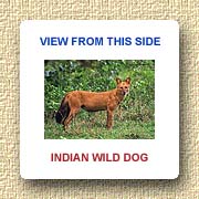 Indian Wild Dog