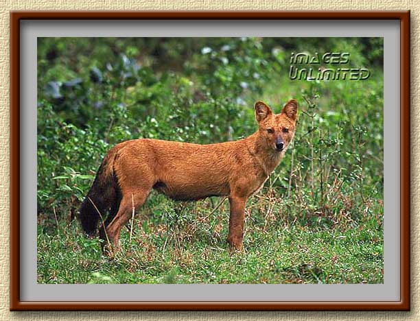 Indian Wild Dog at Bandipur