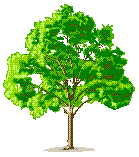 tree with great green spreading crown