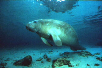 MANATEE