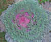 cabbage.jpg (15703 bytes)