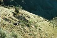 Yakima River Canyon