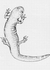 Salamander Logo