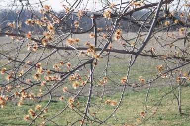 Spring blossoms