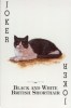 The Black and White British Shorthair is a Joker!.