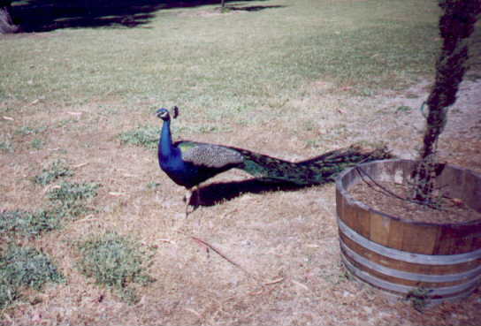 -Photo-Peacock