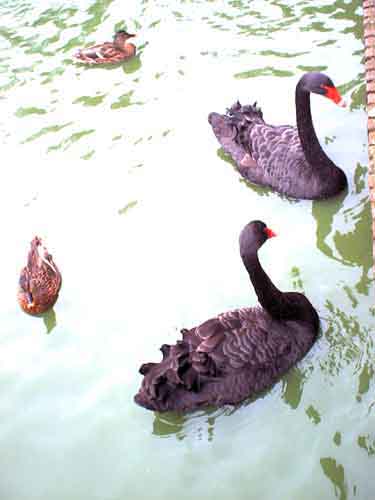 BlackSwans