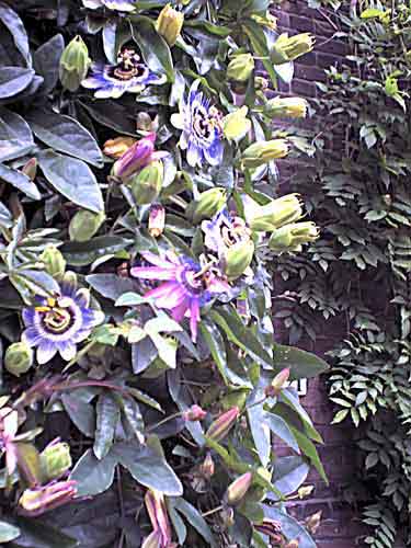 PassionFlowers