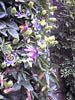 PassionFlowers