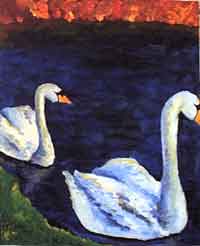 Swans In Ireland