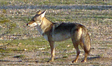 Coyote hunt the desert around the bunkhouse