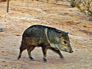 Young javelina grazes down the hill