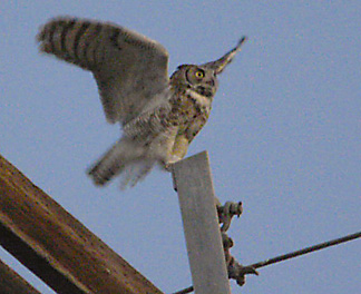 Great Horned Owl nests in the big salt cedar tree