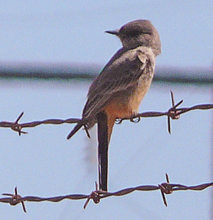 Miss Phoebe returns to sing on the fence