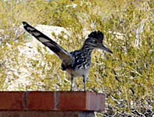 Beep dances on the patio fence