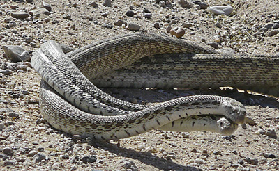 Gopher Snakes -- mating or fight