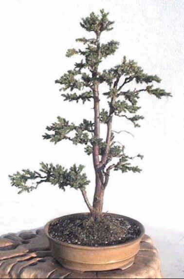 Juniperus2.JPG (21970 bytes)