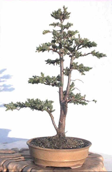 Juniperus3.JPG (21529 bytes)