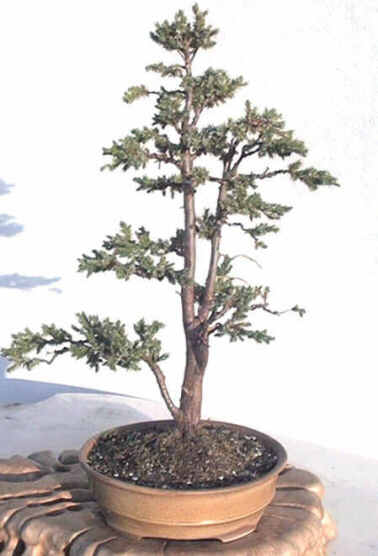 Juniperus4.JPG (22718 bytes)