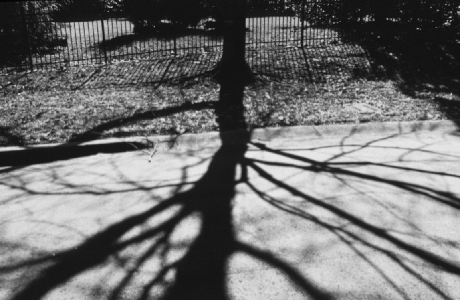 tree shadow in charlotte, north carolina