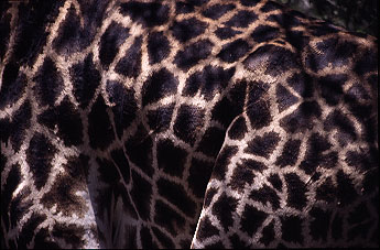 giraffe_skin.jpg