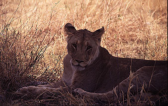 lioness.jpg