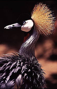 secretary_bird.gif