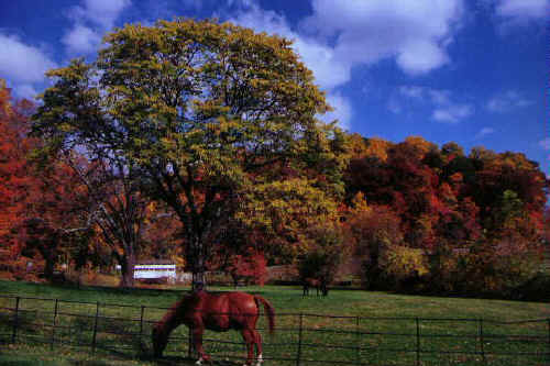 Valley Forge Horses