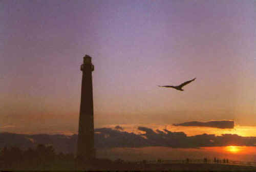 Seagull Over Barnegat