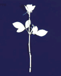 The DM Rose I want - white version